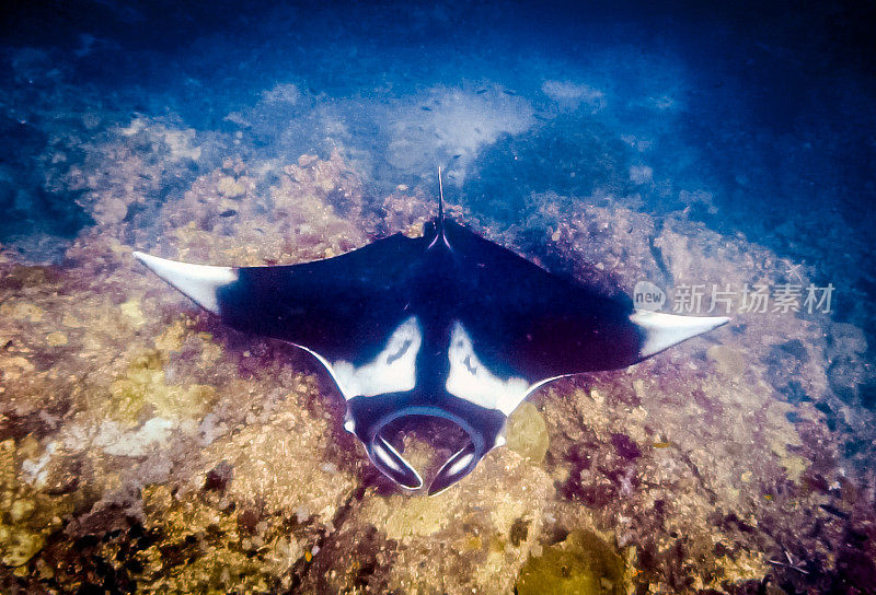 罕见的水下近距离接触濒危物种海洋蝠鲼(Manta birostris)